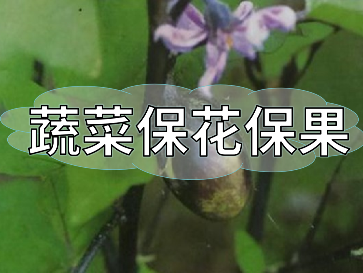 蔬菜高溫花少坐果少，一套方案促花保果