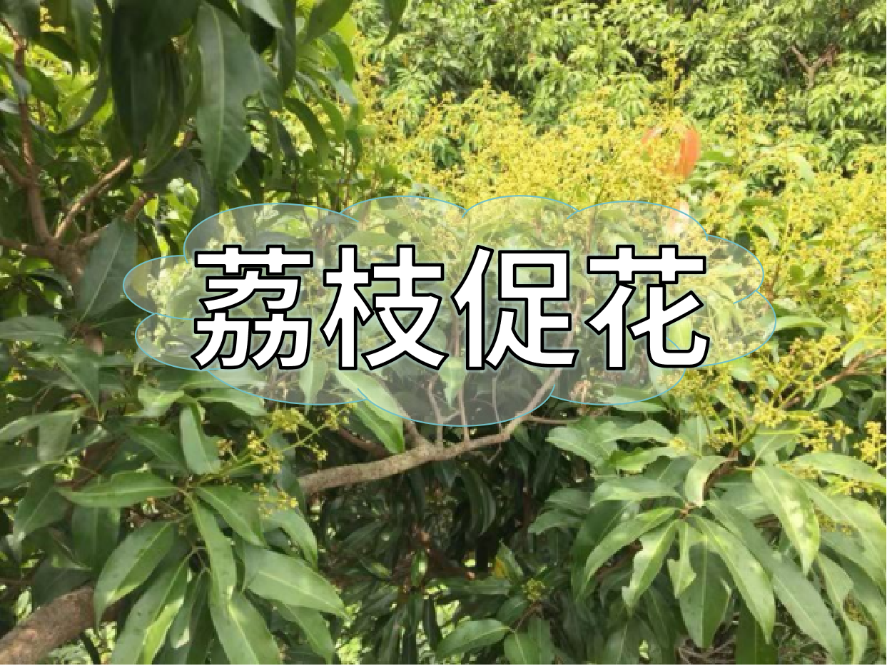 荔枝控梢期，做好促花工作，來年高產(chǎn)有基礎(chǔ)