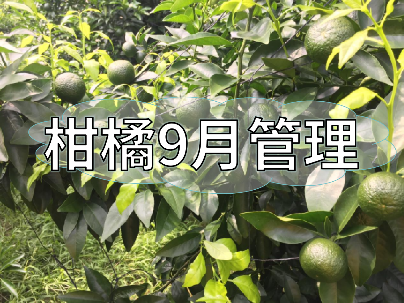 9月柑橘著色、<i style='color:red'>秋梢老熟</i>、促花、防落防裂如何平衡？