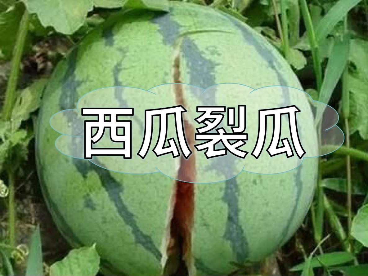 西瓜裂瓜致低產(chǎn)，這樣做，輕松解決問題！
