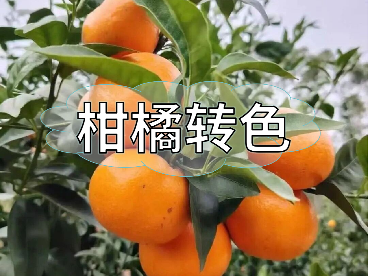 柑橘果靚價(jià)更高，這樣做著色增甜一步到位