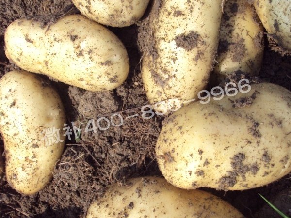 塊莖類營養(yǎng)方案