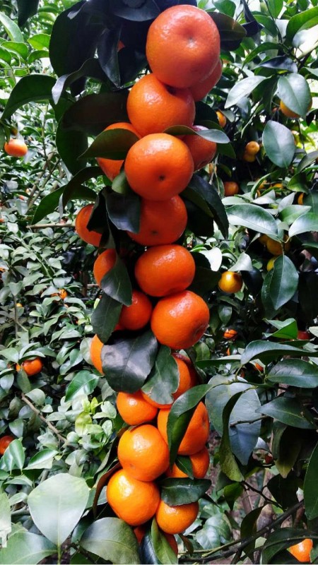 砂糖橘3個(gè)品質(zhì)要求