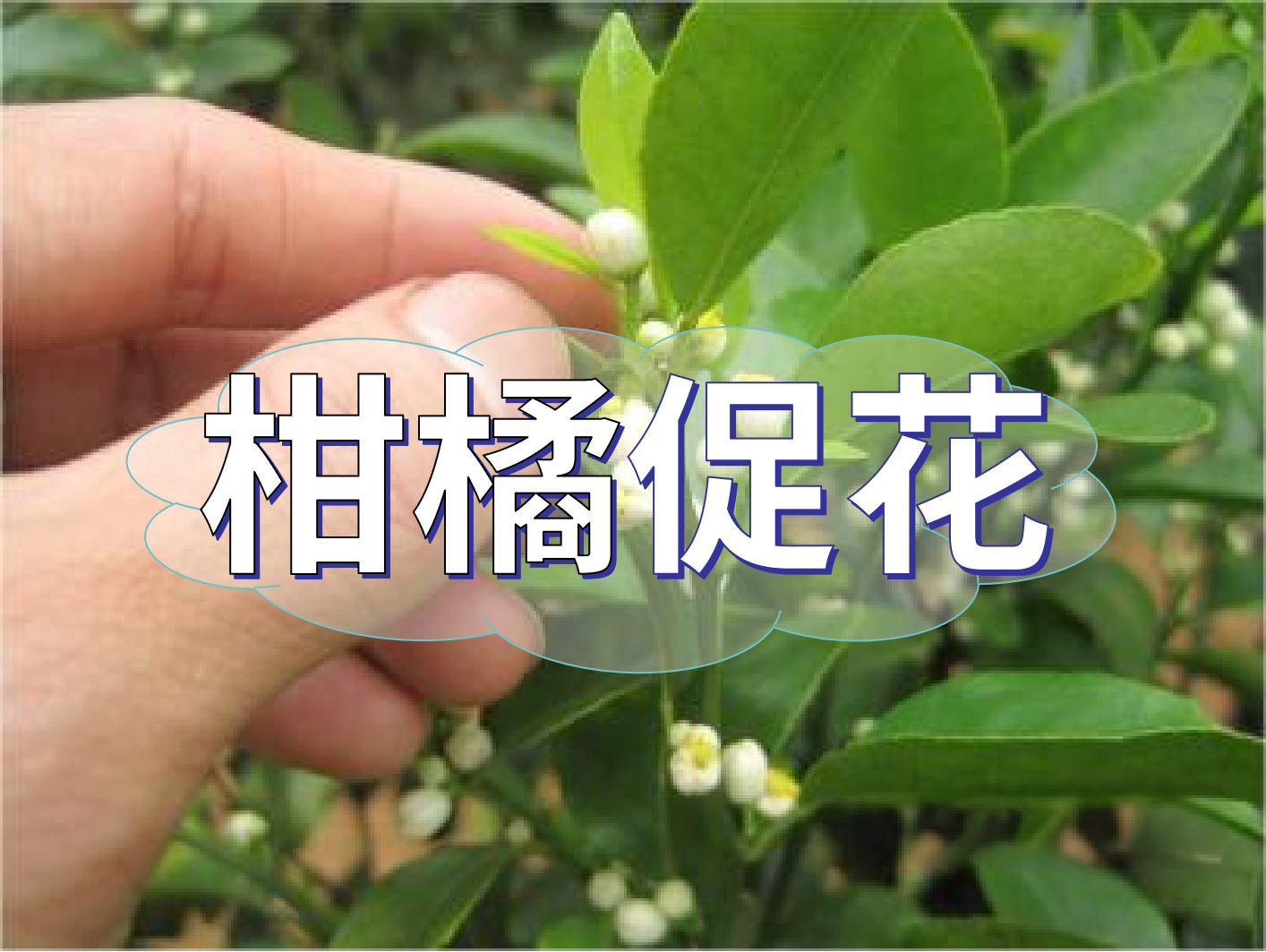 到了柑橘秋梢期，什么時候促花？