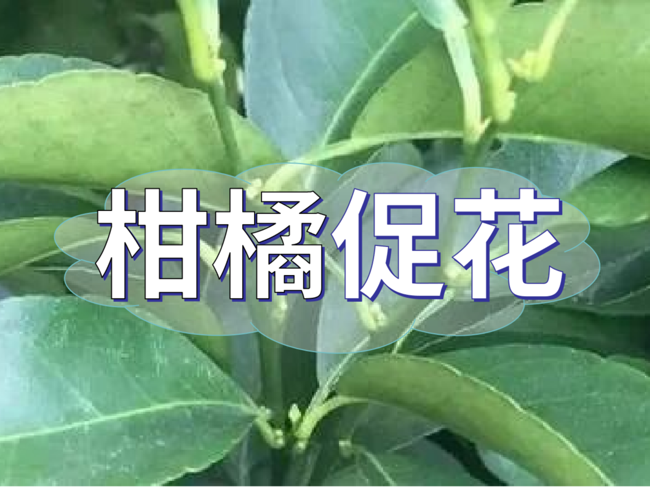 柑橘來年開花多花健壯，這個促花方案必加上