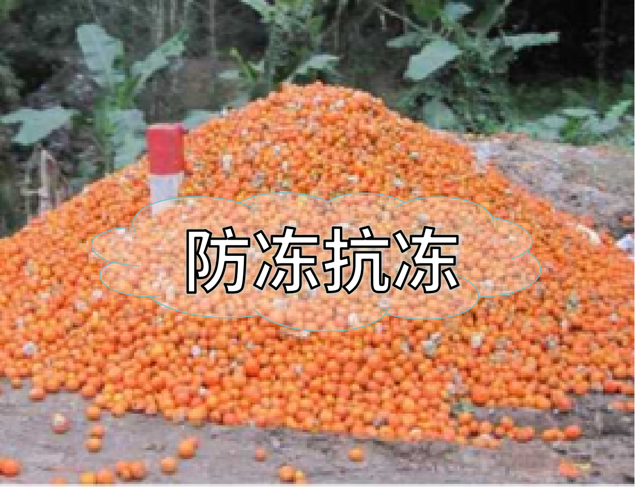 抗凍營養(yǎng)提前積累，今年抗凍不愁