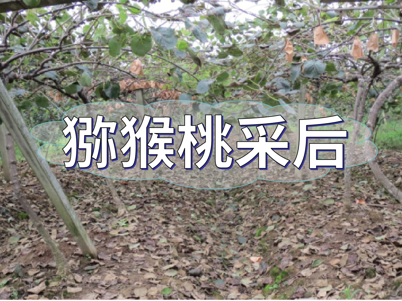 獼猴桃采后管理