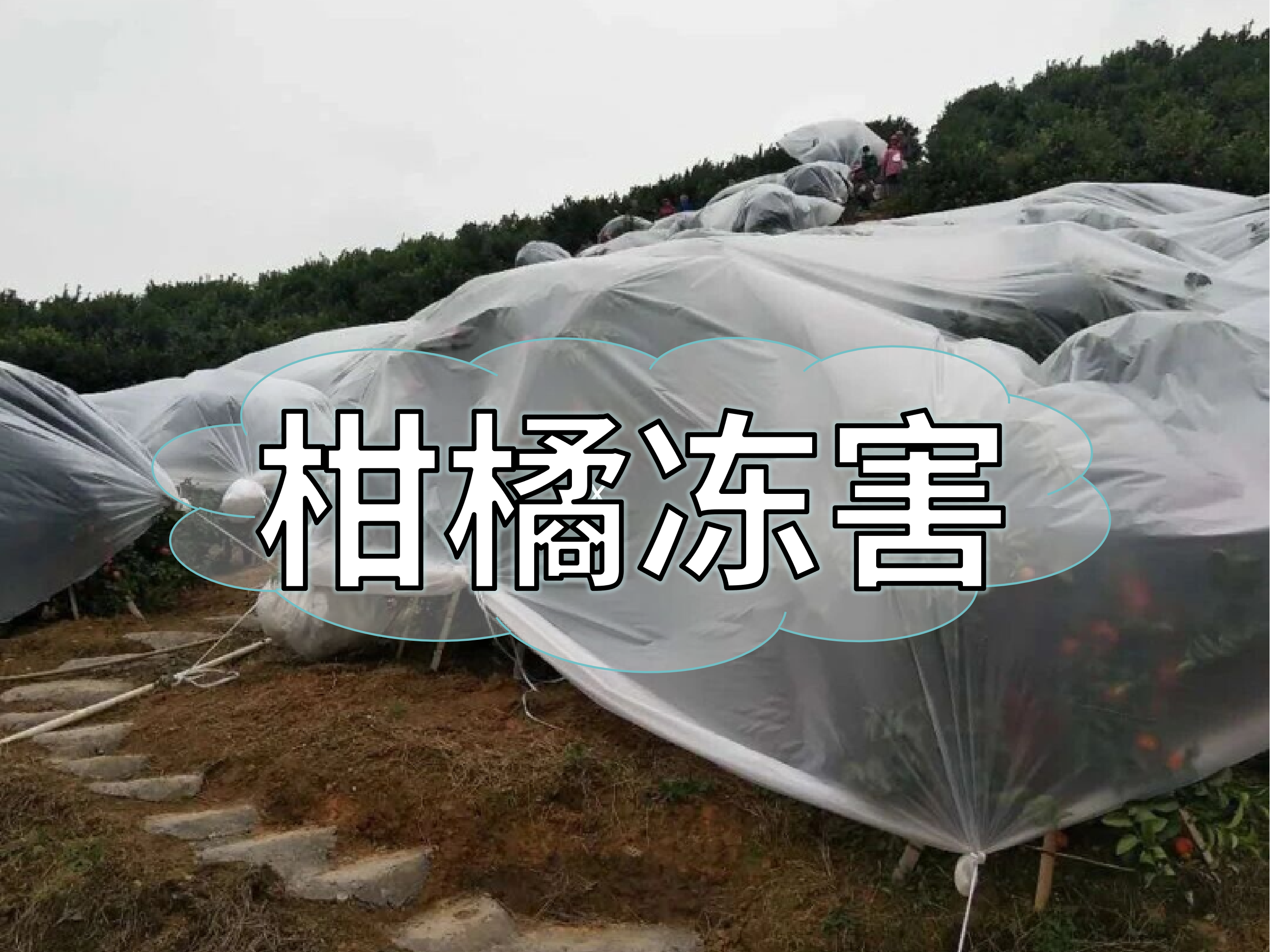 柑橘防凍抗凍如何做？