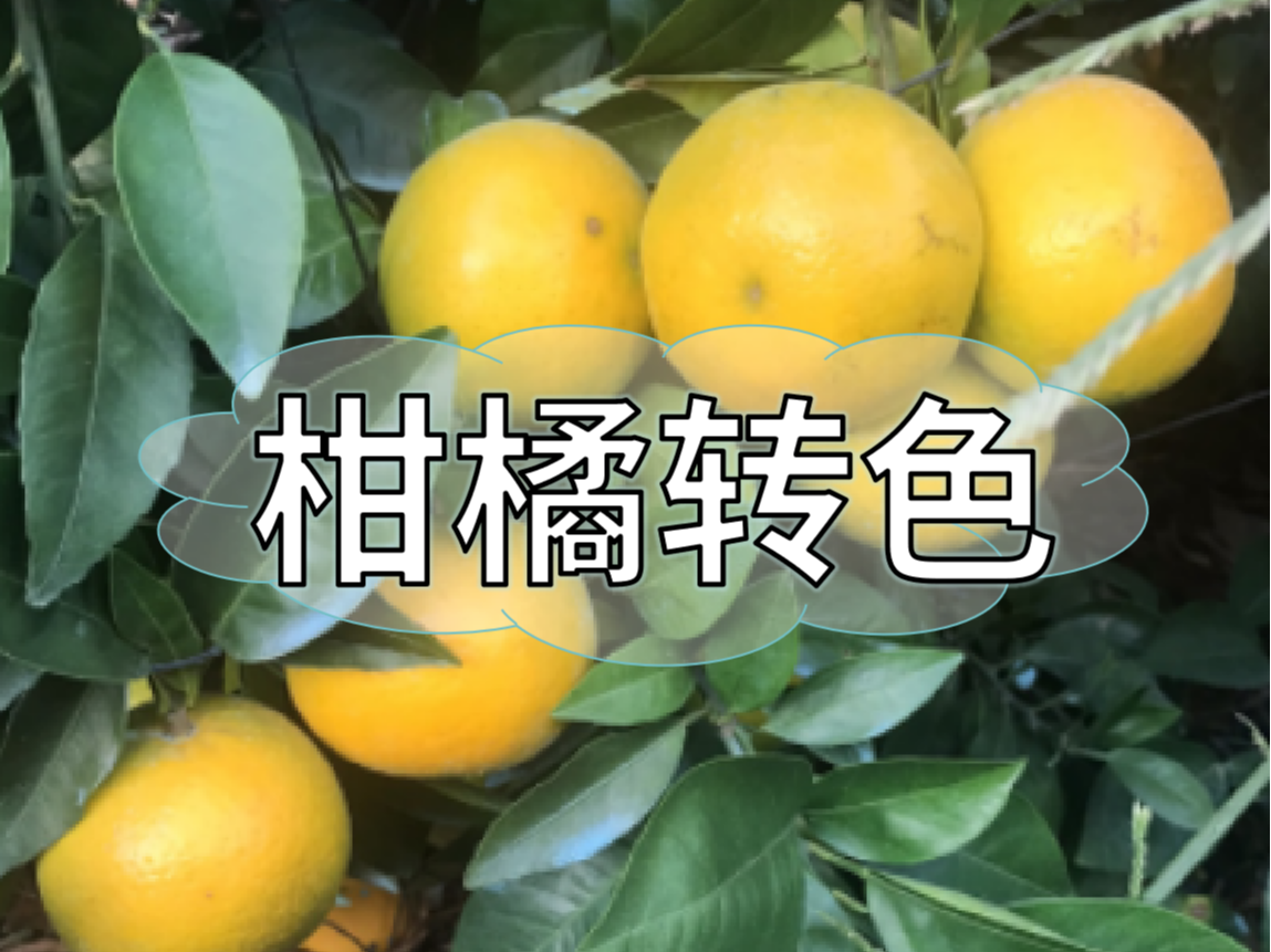 柑橘著色不理想，沖刺品質(zhì)果要抓緊了！