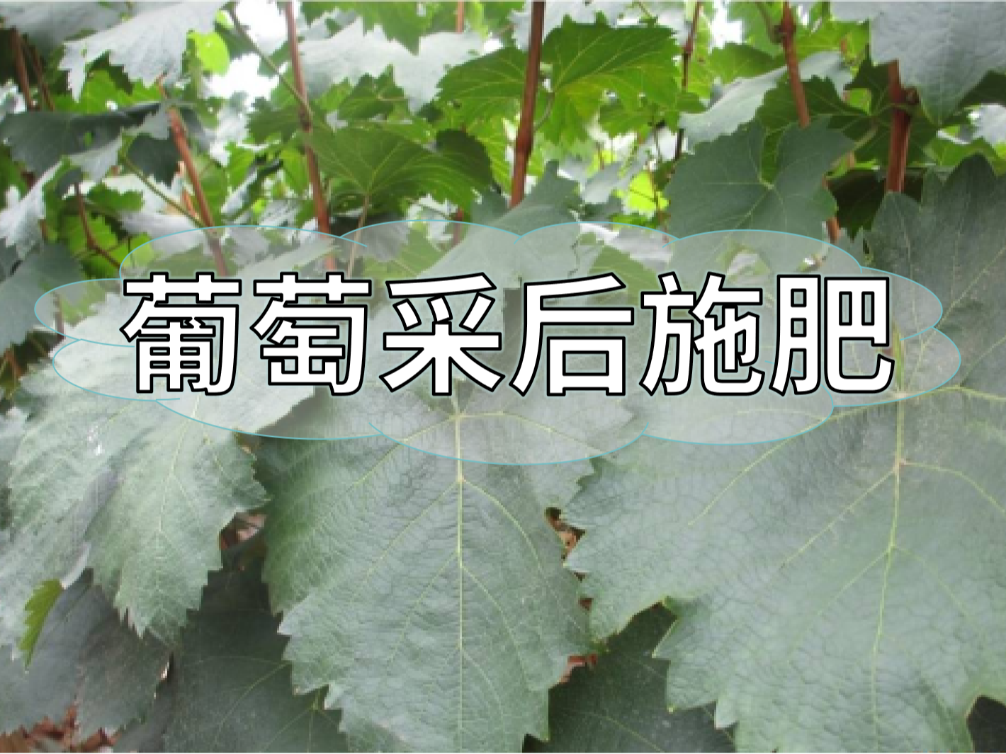 高產(chǎn)葡萄園采后如何施肥？