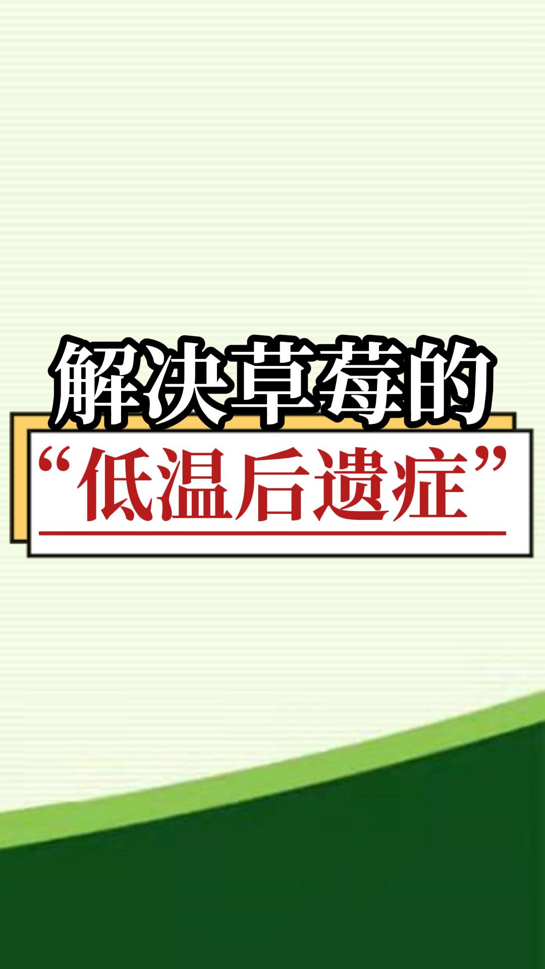 解決草莓的“低溫后遺癥”