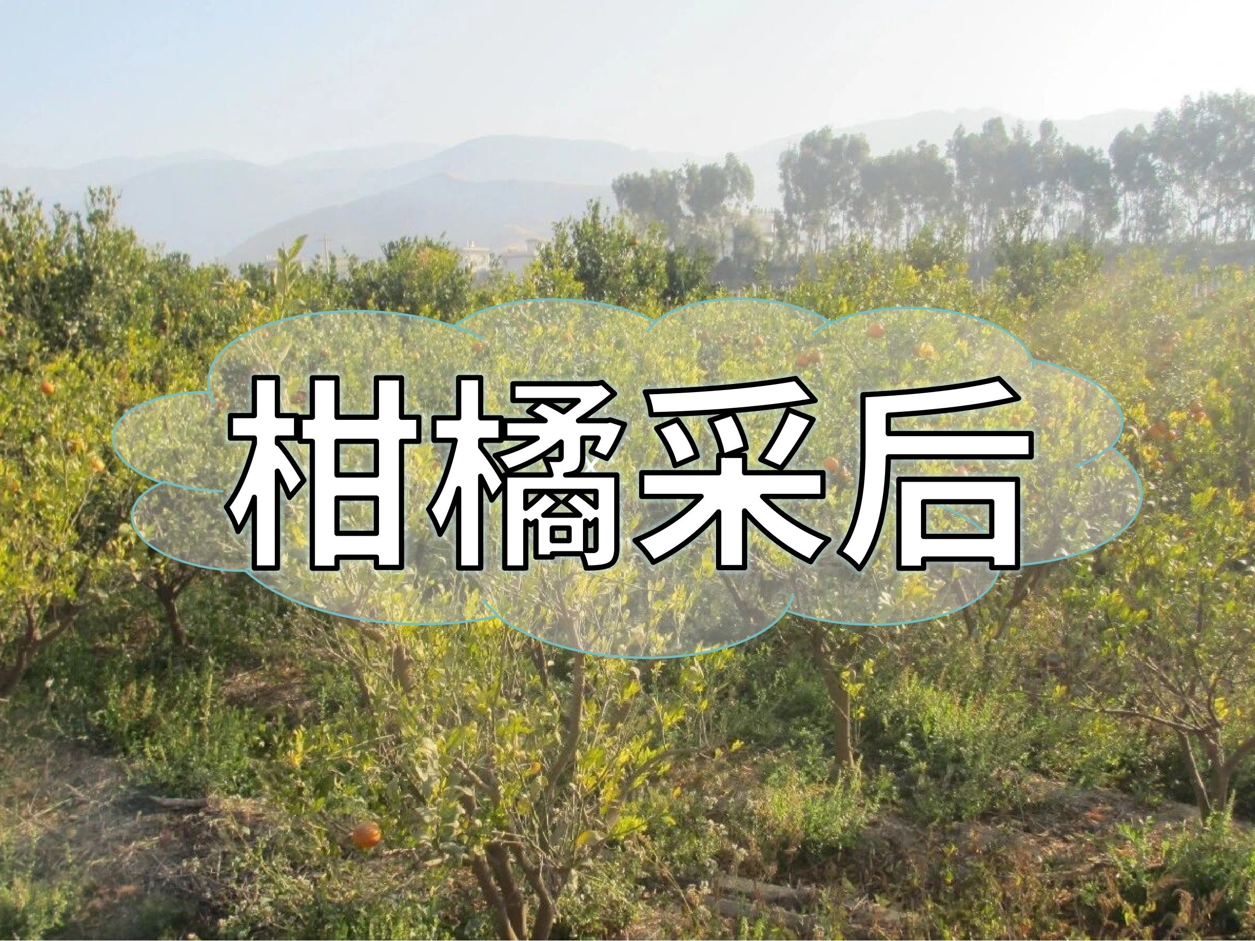 柑橘采后管理抓重點，明年花果多產(chǎn)量高