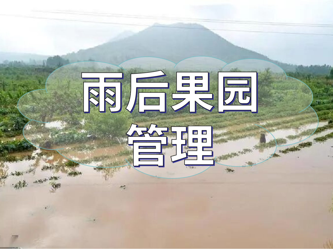 暴雨后果園補救的幾點措施