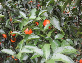 微補方案反饋|跟著農(nóng)友們管理，放優(yōu)質(zhì)秋梢并不難