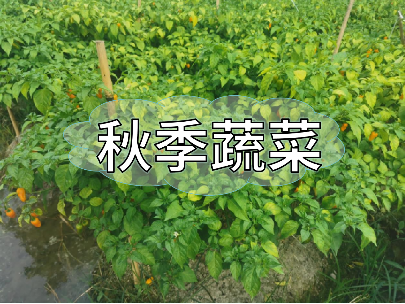 秋種蔬菜，如何提高成活率提高產(chǎn)量