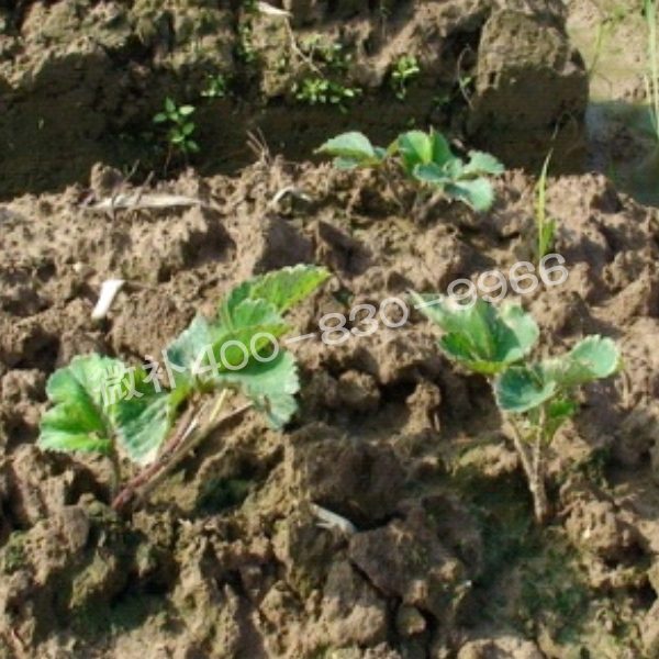 1長(zhǎng)勢(shì)差