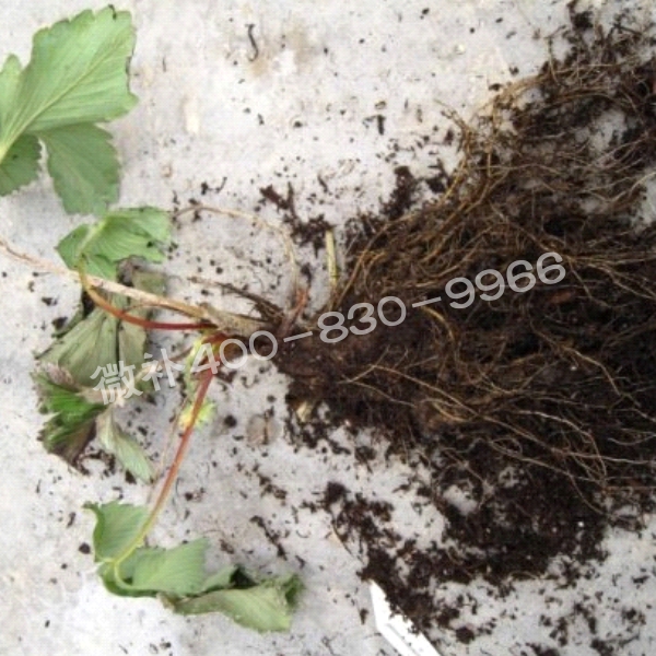 2死苗、黑根、爛根