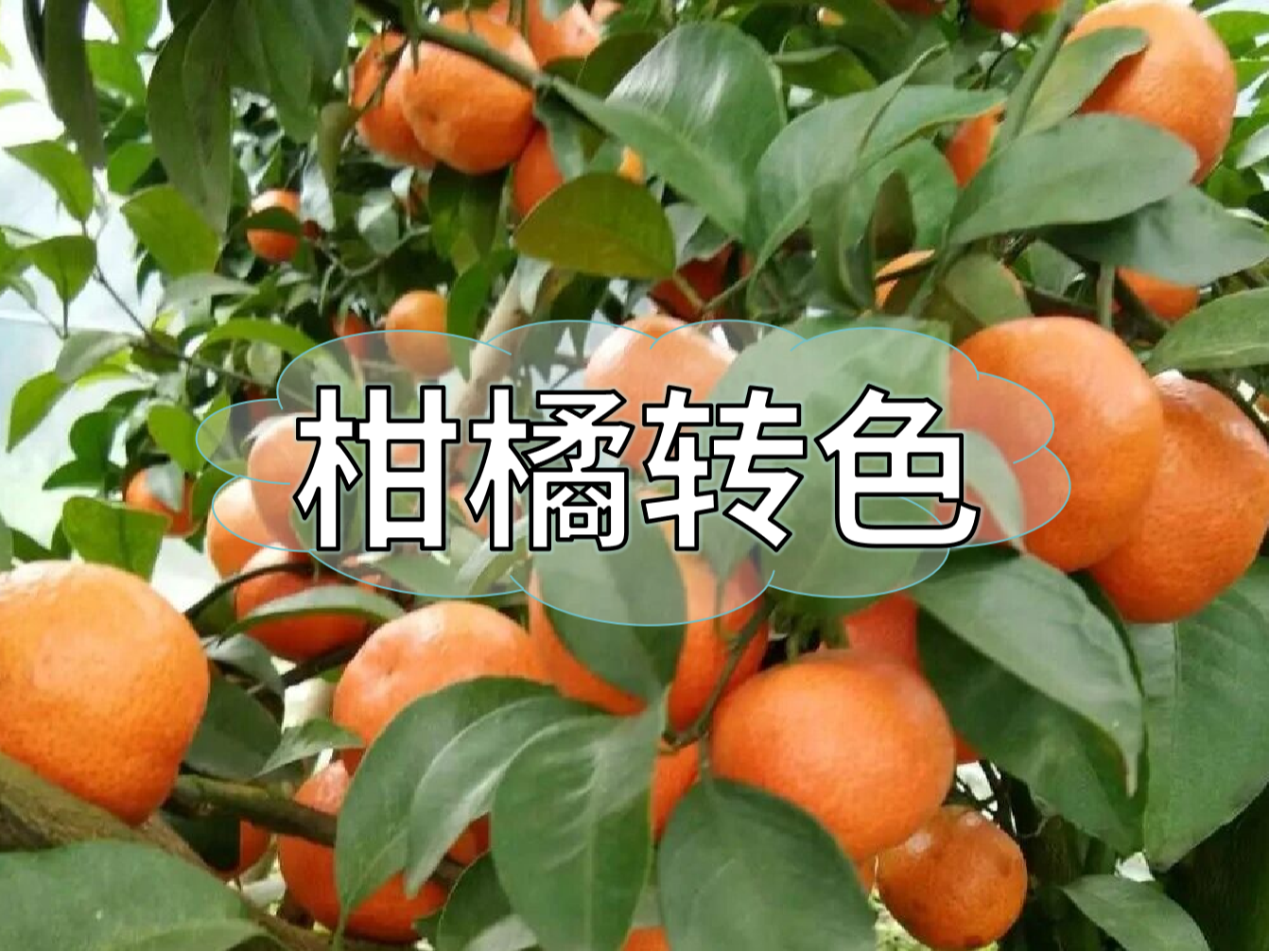柑橘轉(zhuǎn)色期補鈣也很重要，千萬別忽略