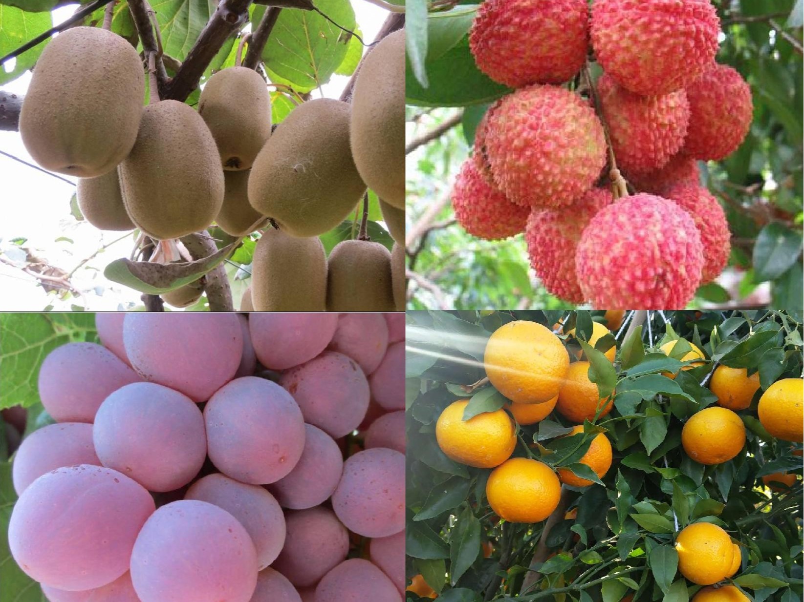 果樹補(bǔ)鈣全攻略：告別裂果爛果，種出優(yōu)質(zhì)好果