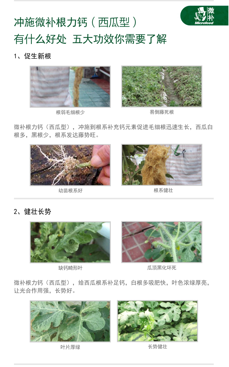 微補(bǔ)根力鈣西瓜