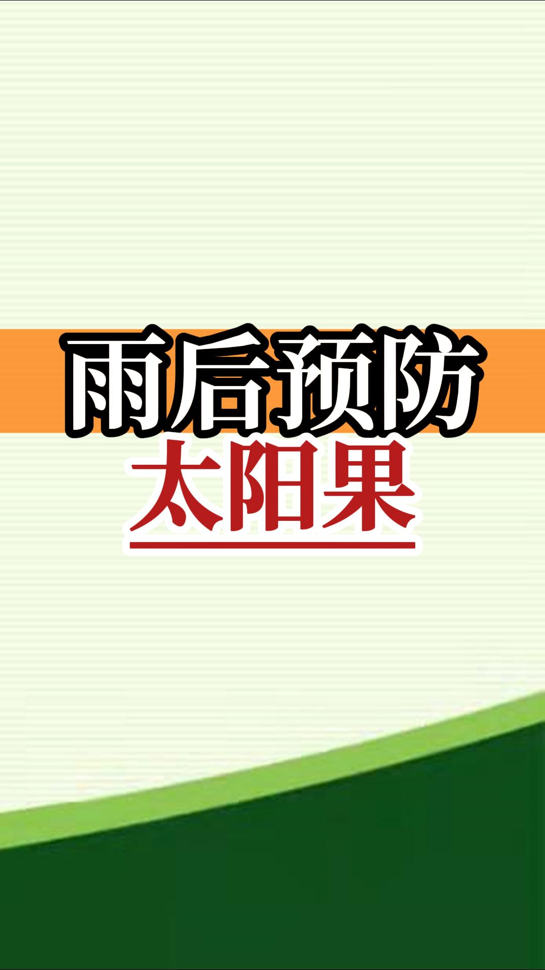 雨后高溫柑橘更易曬傷，及時管理預(yù)防太陽果