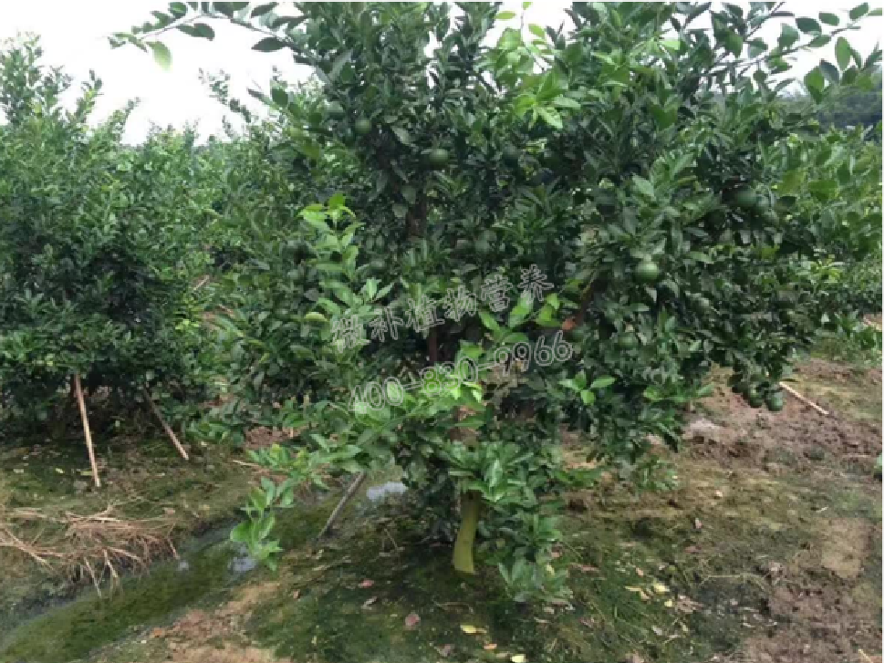 別人果園落果慘重，為何她的果園黃蒂落果少？