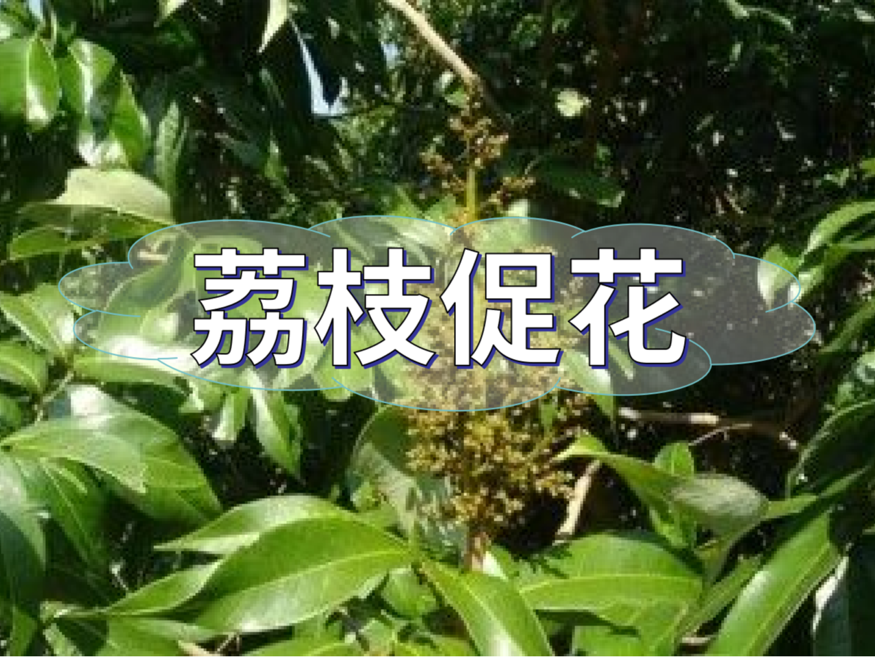早熟荔枝，開始促花啦！