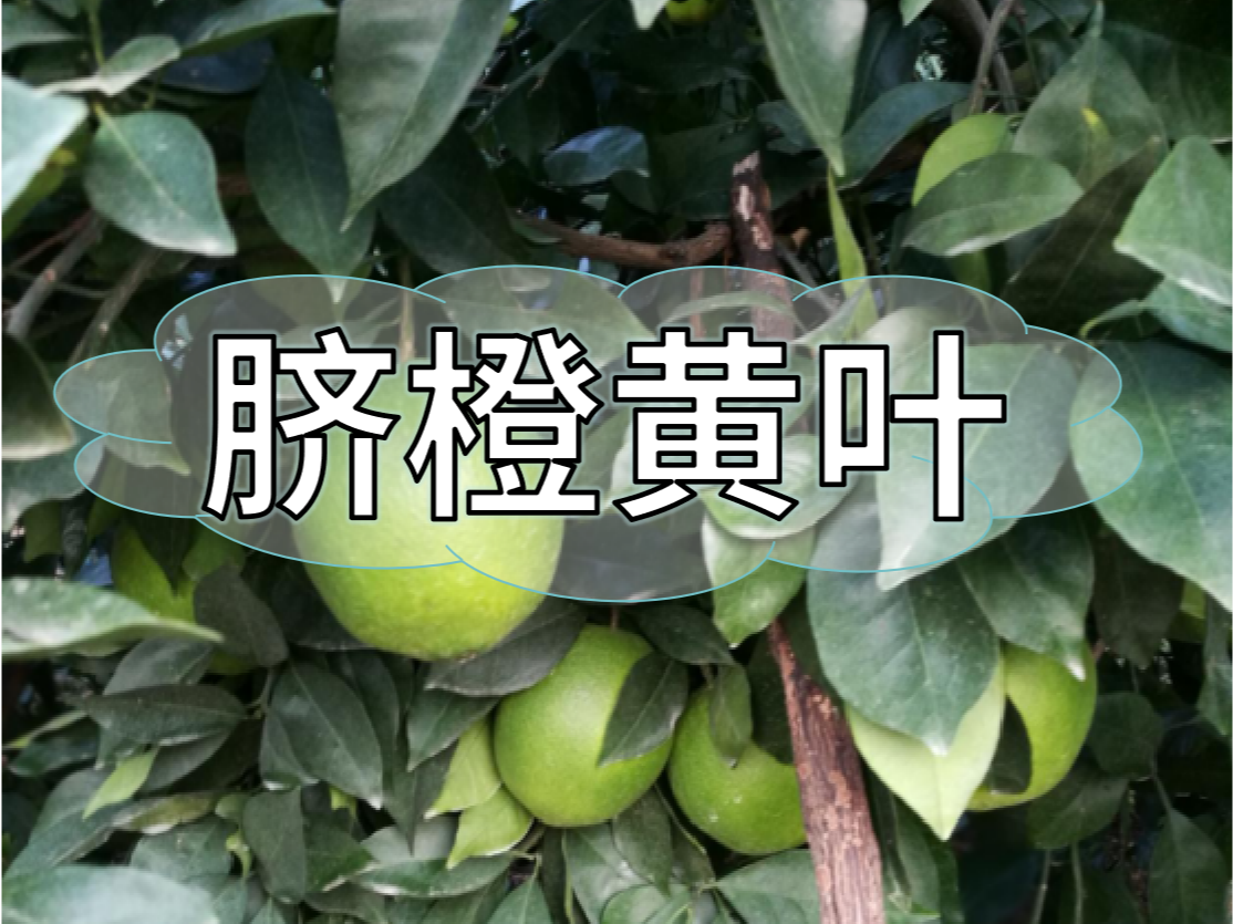 臍橙缺素黃葉越來越多，如何預(yù)防和補(bǔ)救