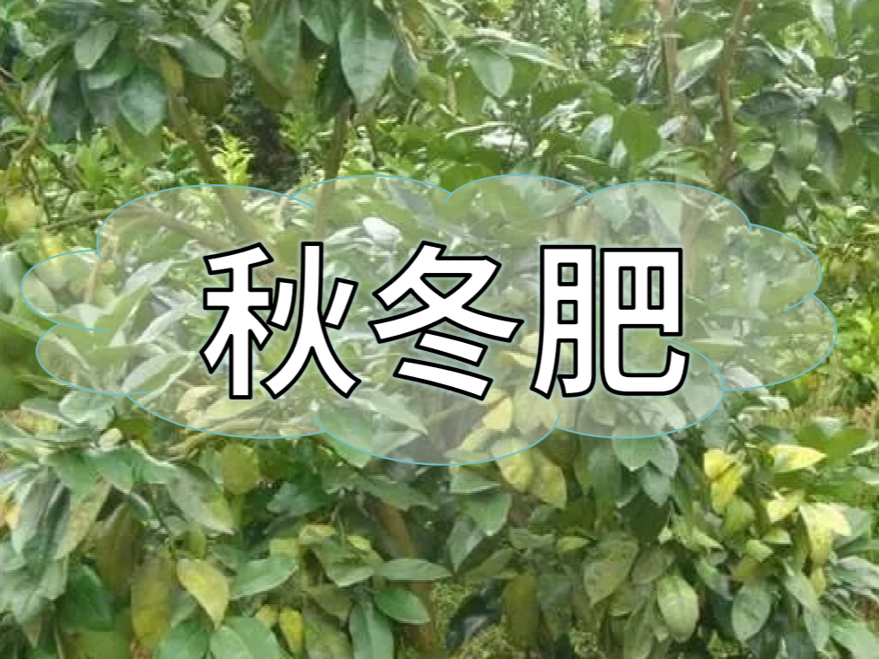 采后秋冬肥，有幾大問題需要農(nóng)戶朋友們注意