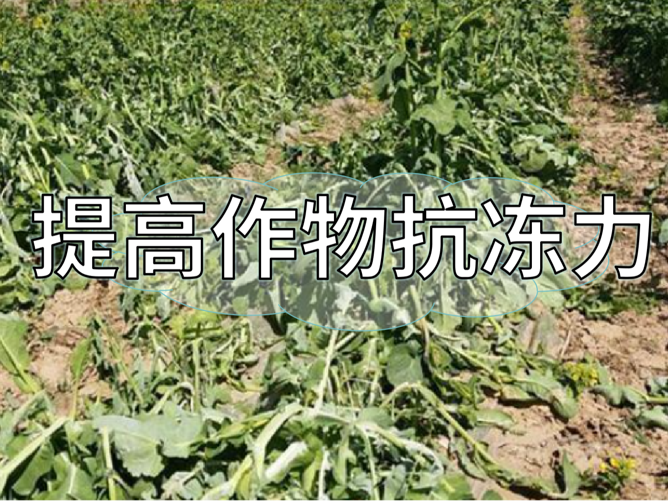 如何提高作物抗凍力？這個(gè)方法簡(jiǎn)單又好用