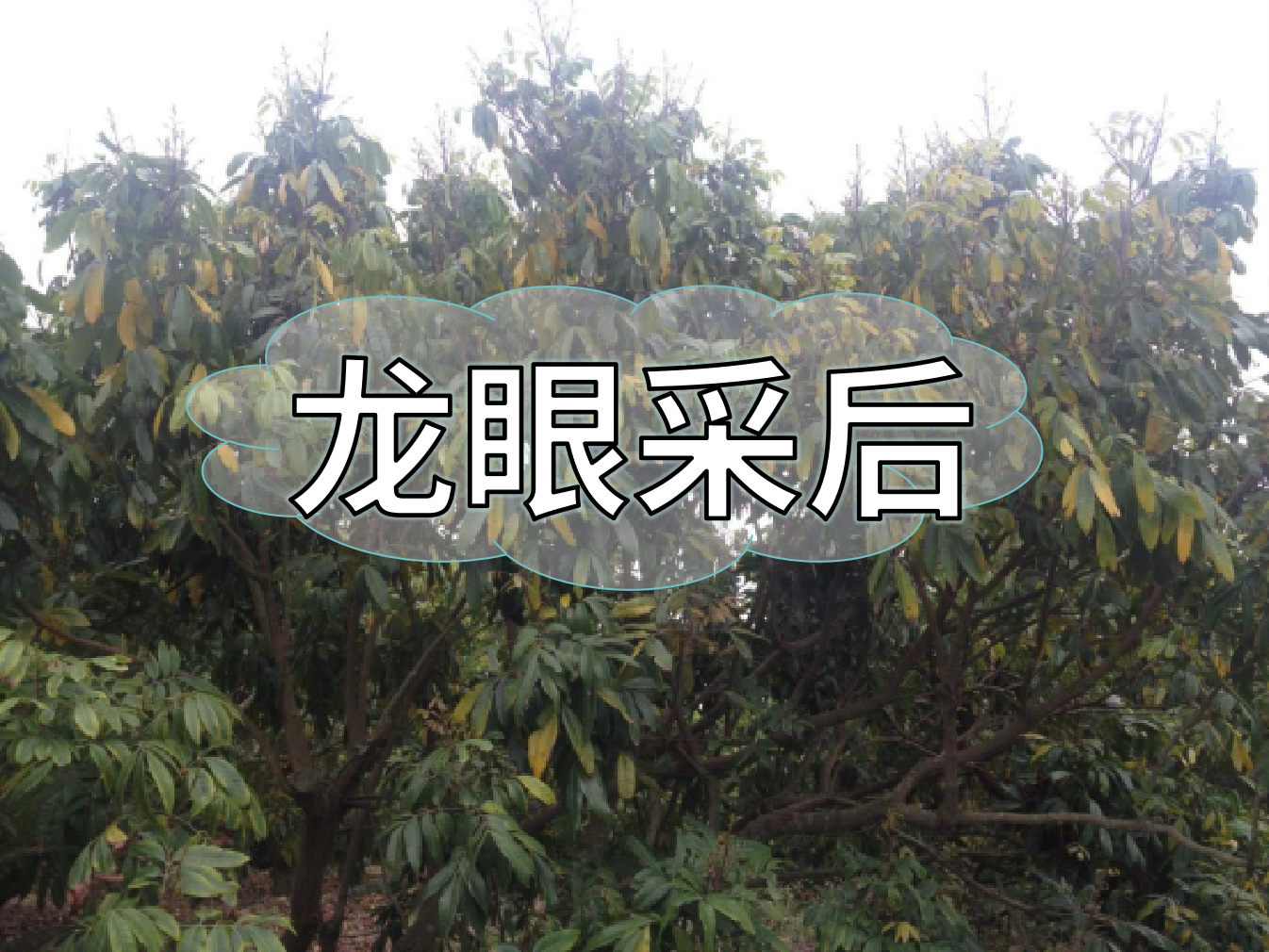 龍眼采摘后，做好保樹工作，預(yù)防大小年