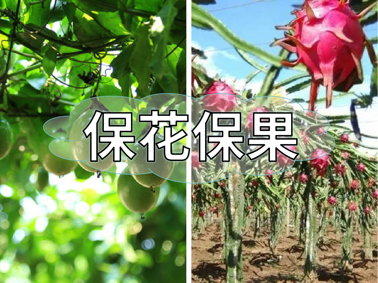 百香果、火龍果連續(xù)開花坐果期促花保果怎么做？