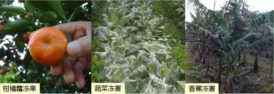 讓作物安全過冬的實用小妙招，速看