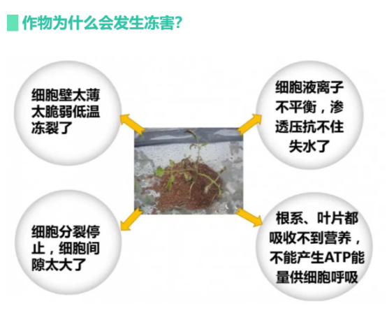 讓作物安全過冬的實用小妙招，速看