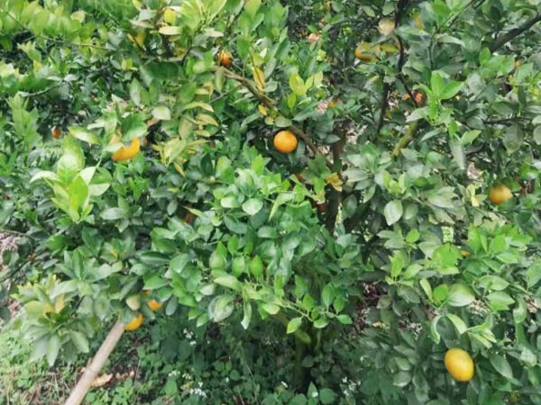 一月份柑橘管理