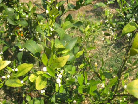 一月份柑橘管理