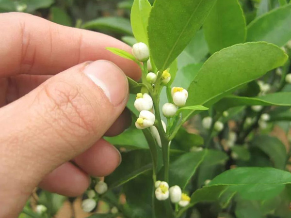 沃柑茂谷柑來(lái)花多要疏花，促花工作就不做了，小心花多不壯