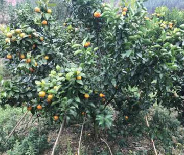 轉(zhuǎn)色推遲