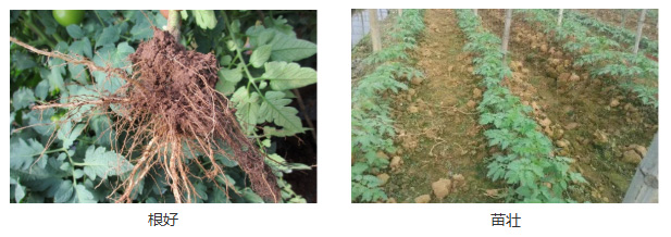 蔬菜秋季管理攻略