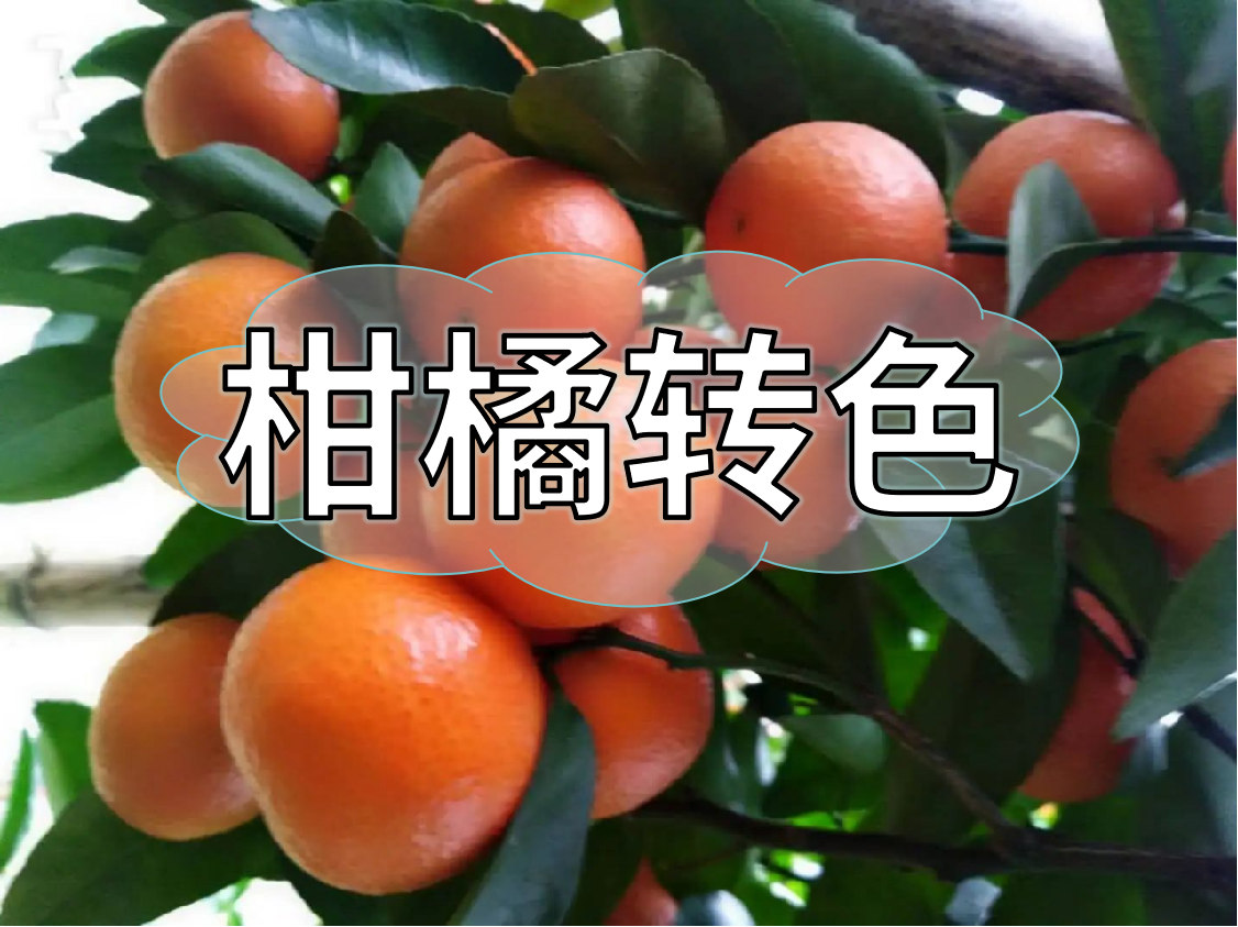 柑橘轉(zhuǎn)色期重補鈣，不浮皮少霜凍，增產(chǎn)增收