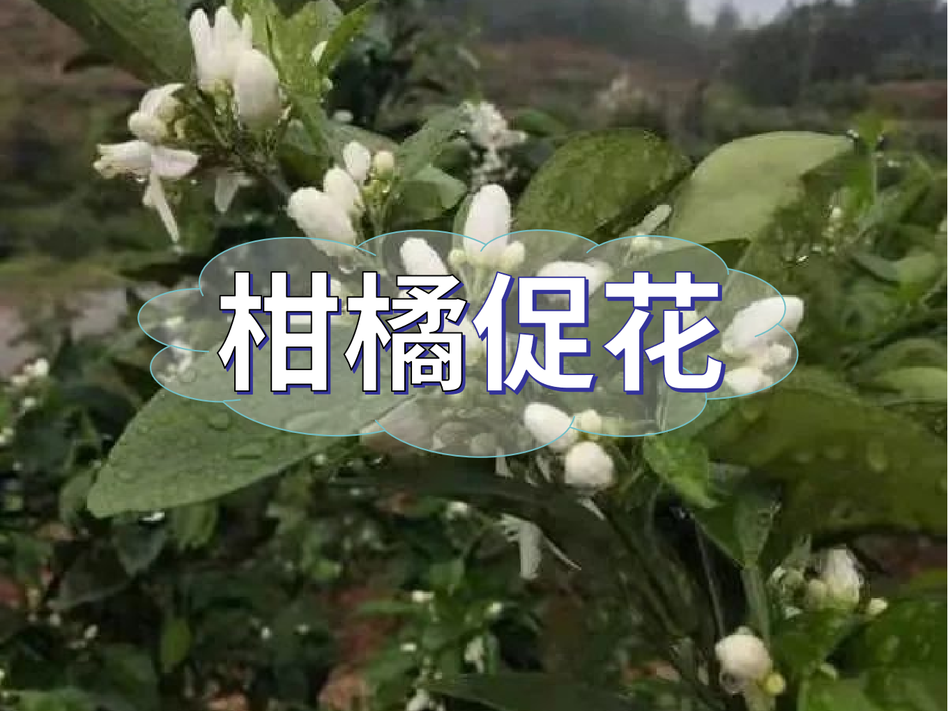柑橘促花三要領，促進優(yōu)質(zhì)花的形成