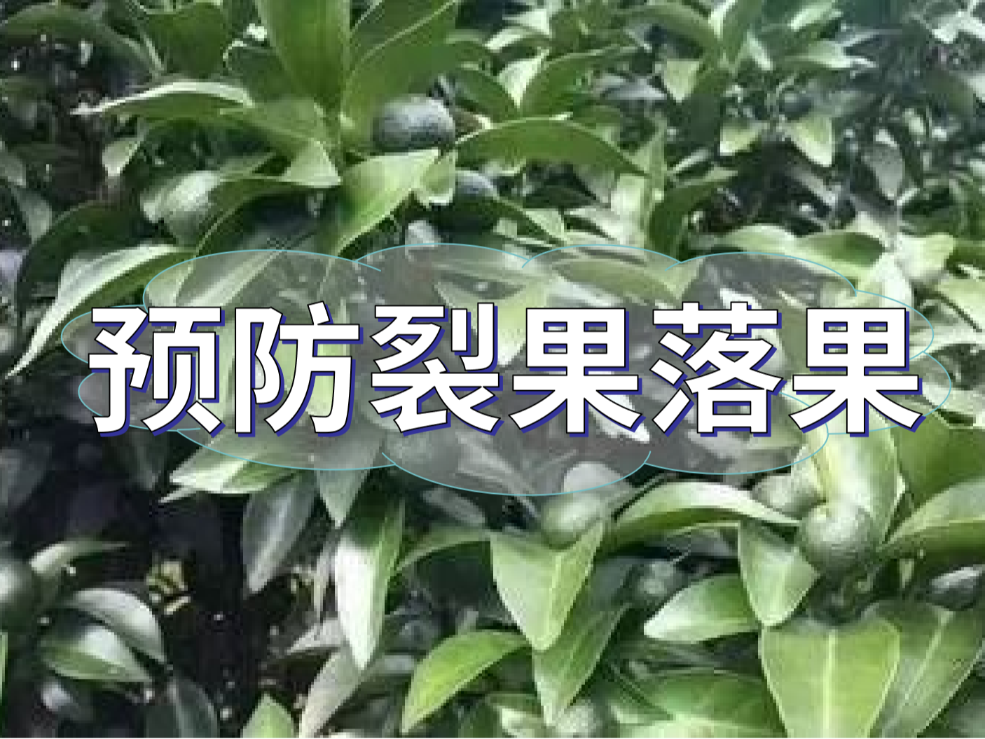 柑橘落果裂果高峰期，要先預防