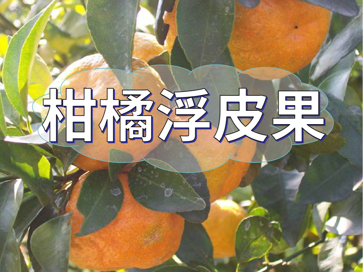 柑橘<i style='color:red'>浮皮果</i>的原因和預防措施