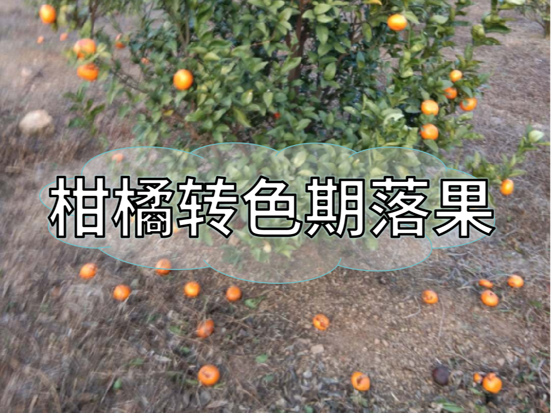 柑橘轉(zhuǎn)色期落果原因&應(yīng)對方法