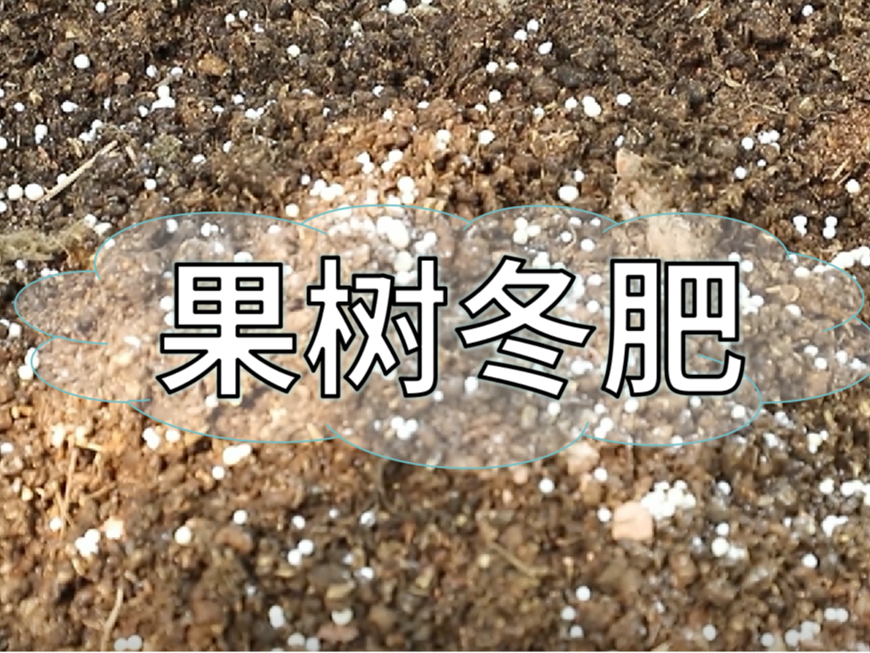果樹冬肥要巧施，這樣施肥省錢又有效