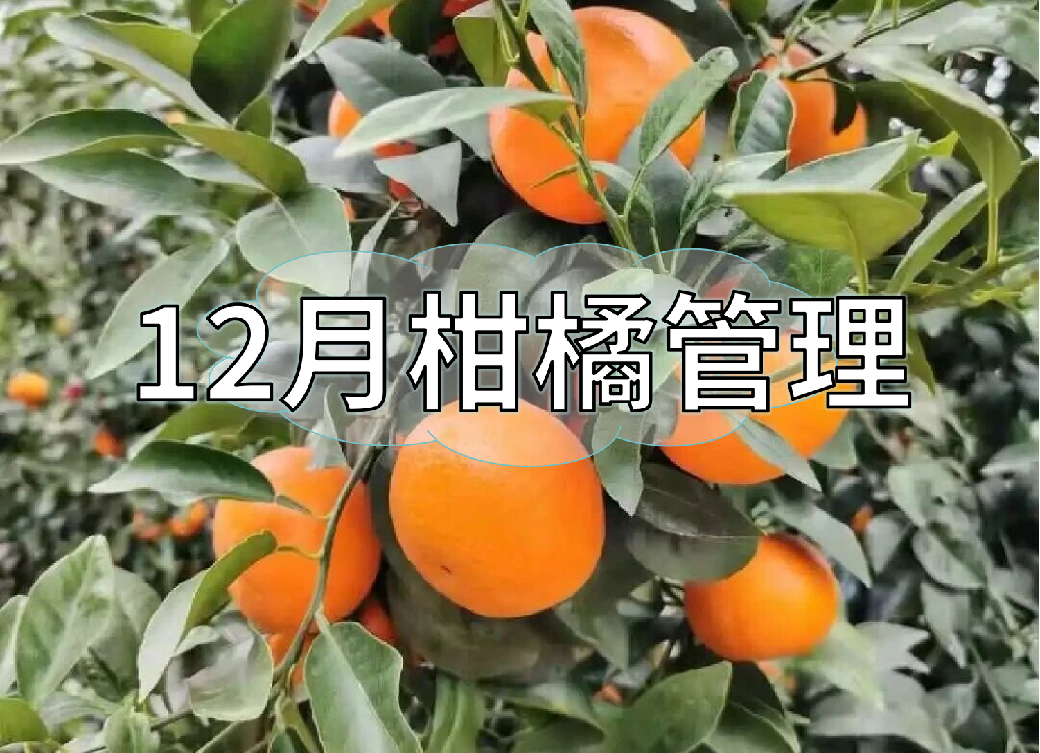 柑橘現(xiàn)在管理要點：著色防凍，保樹促花防病蟲