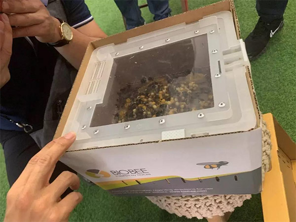 Biobee公司培育的熊蜂