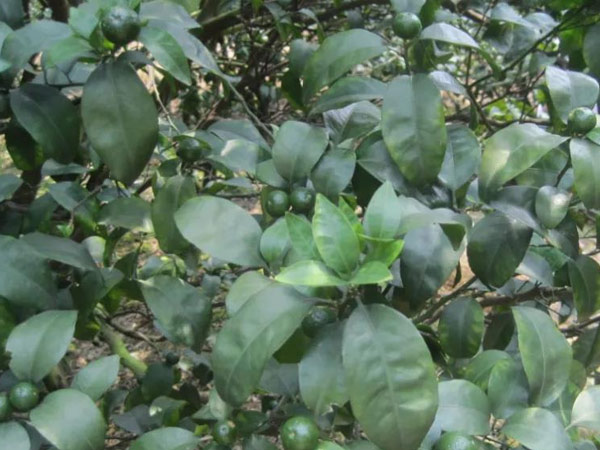 微補(bǔ)三級火箭方案有如此神奇功效？