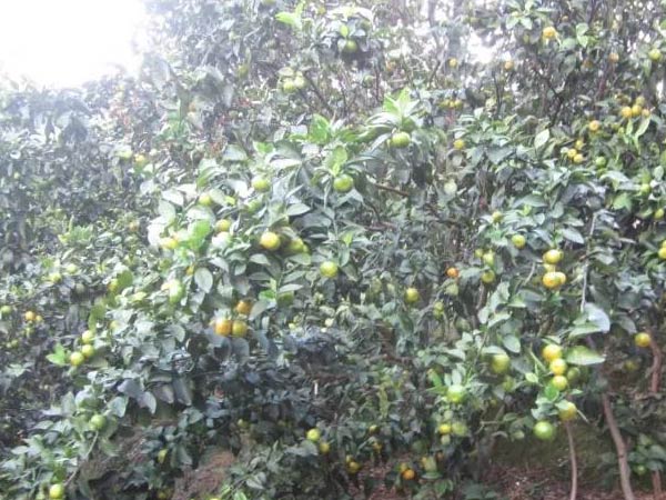 微補(bǔ)三級火箭方案有如此神奇功效？