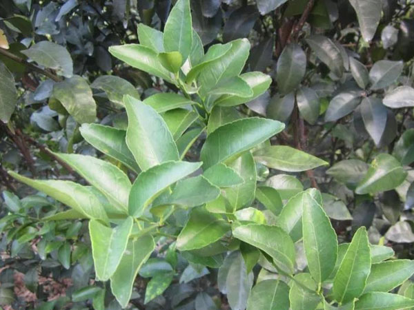 微補(bǔ)三級火箭方案有如此神奇功效？